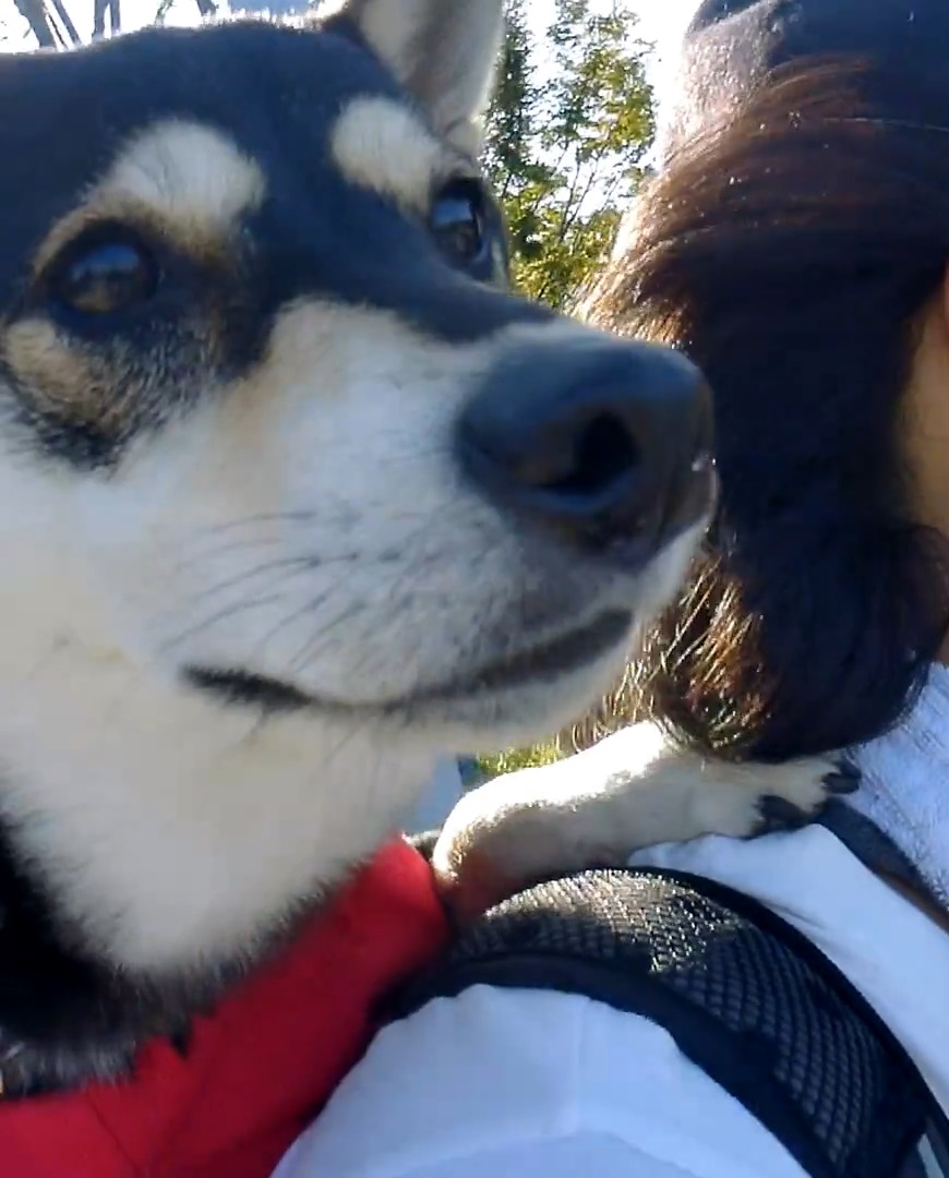 f:id:big-yamatohou:20191006042244j:plain