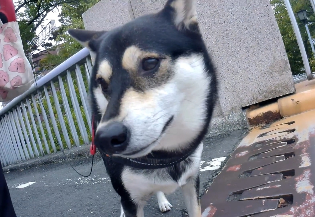 f:id:big-yamatohou:20191014020717j:plain