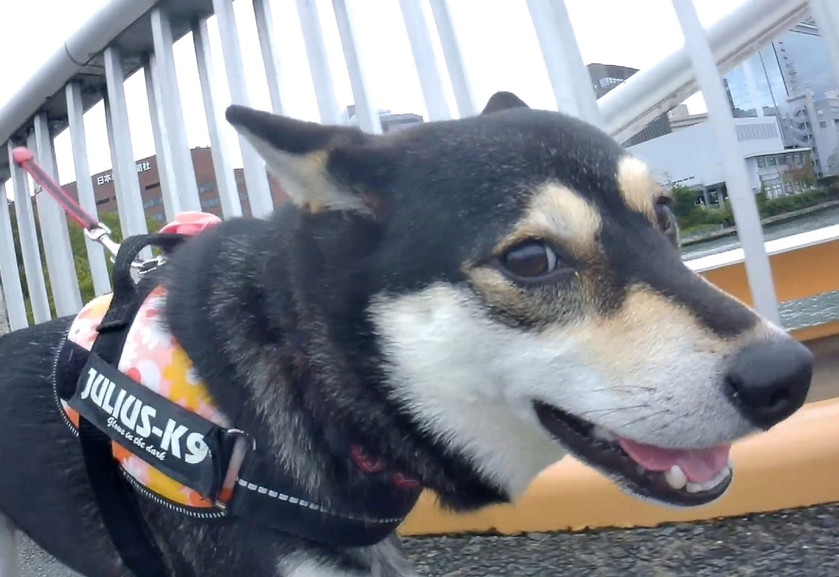 f:id:big-yamatohou:20191014021002j:plain