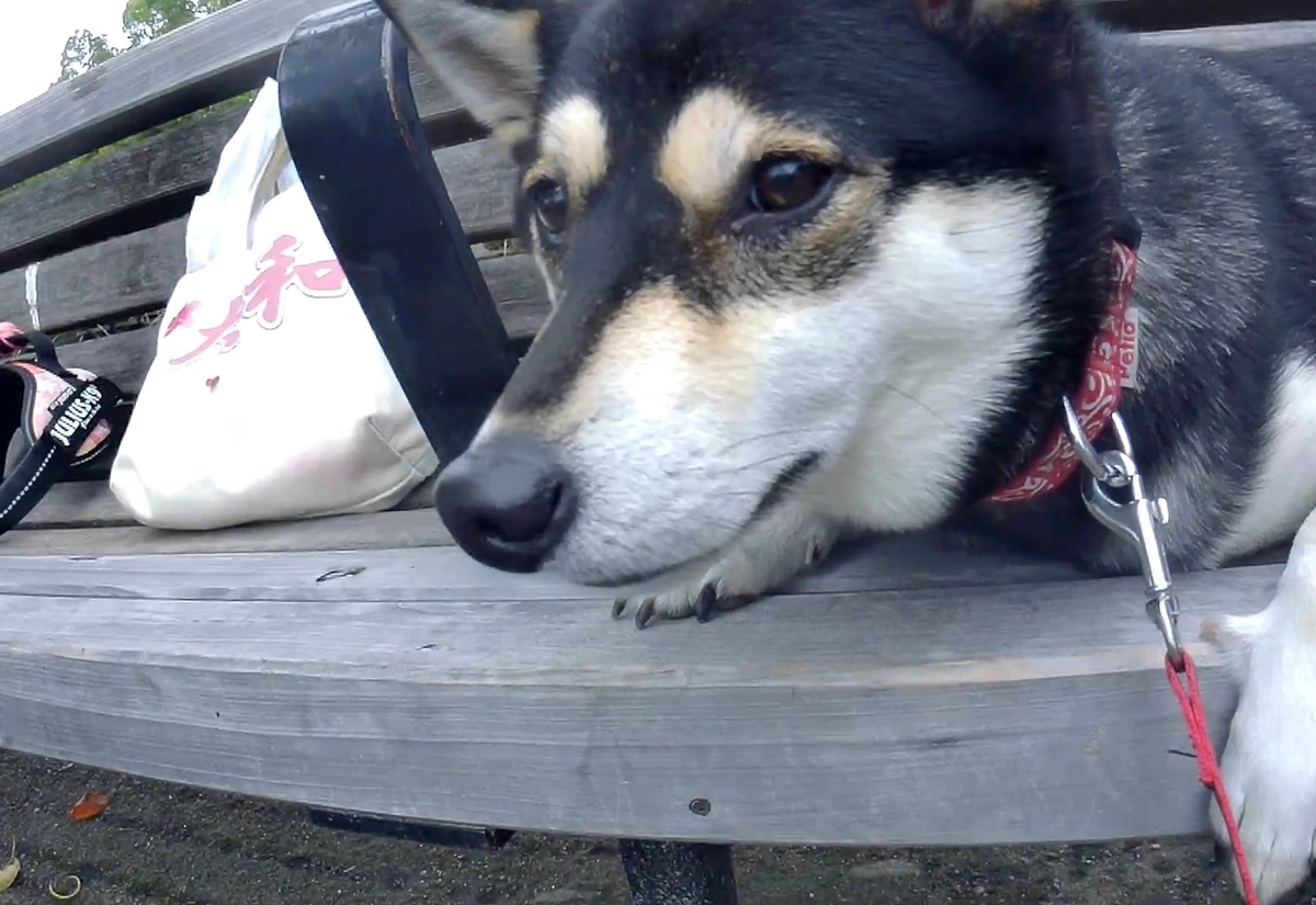 f:id:big-yamatohou:20191014021832j:plain