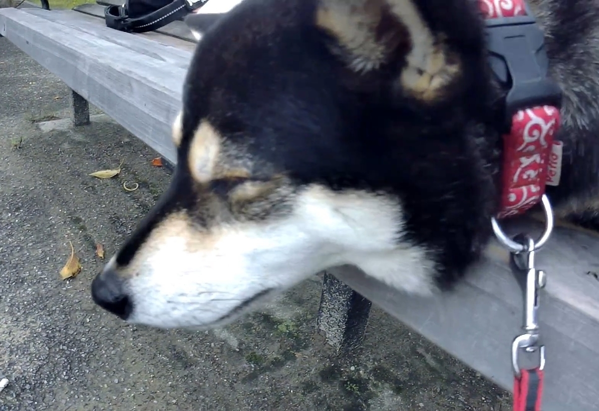 f:id:big-yamatohou:20191014022123j:plain