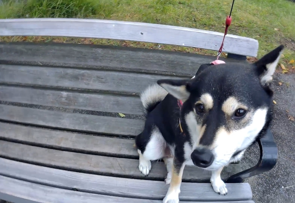 f:id:big-yamatohou:20191014022458j:plain