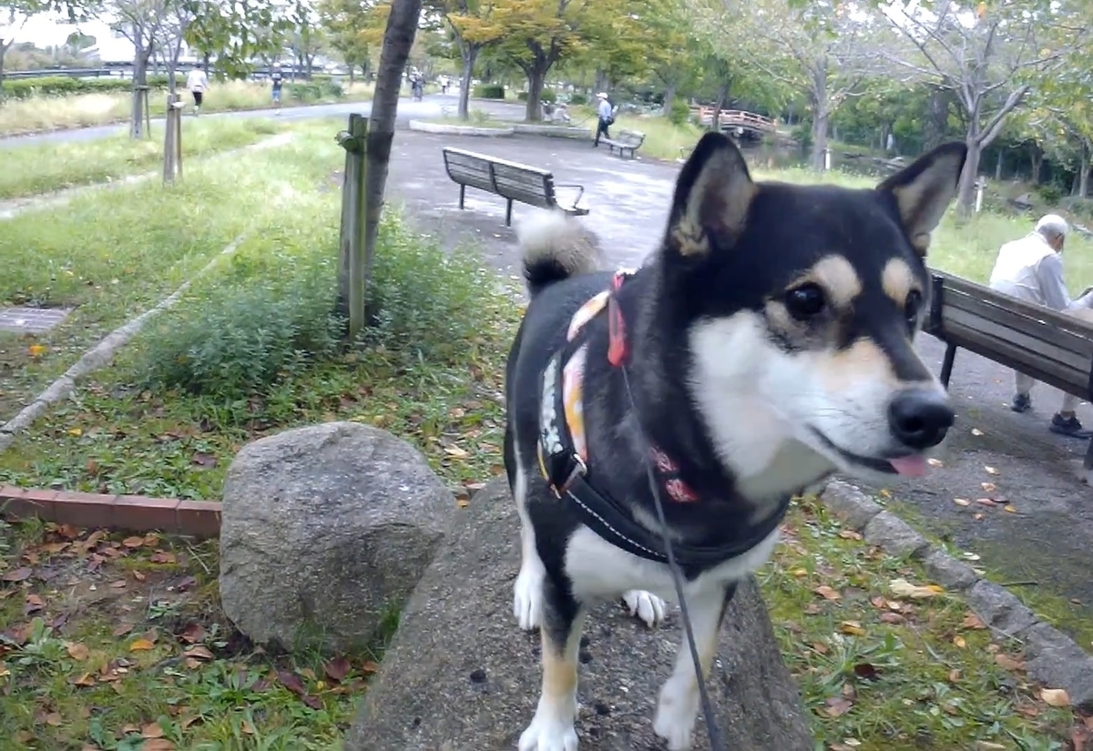 f:id:big-yamatohou:20191014023343j:plain