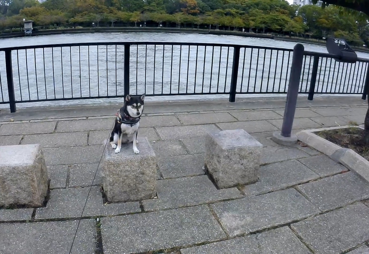 f:id:big-yamatohou:20191014023849j:plain