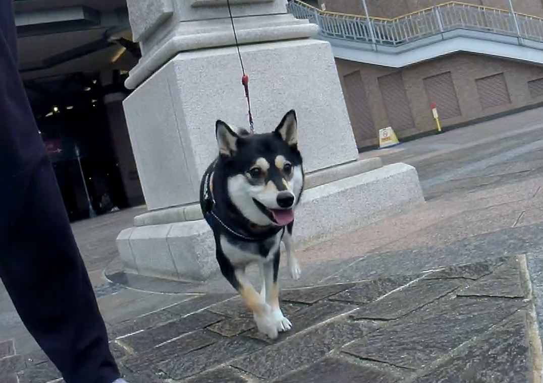 f:id:big-yamatohou:20191014024105j:plain