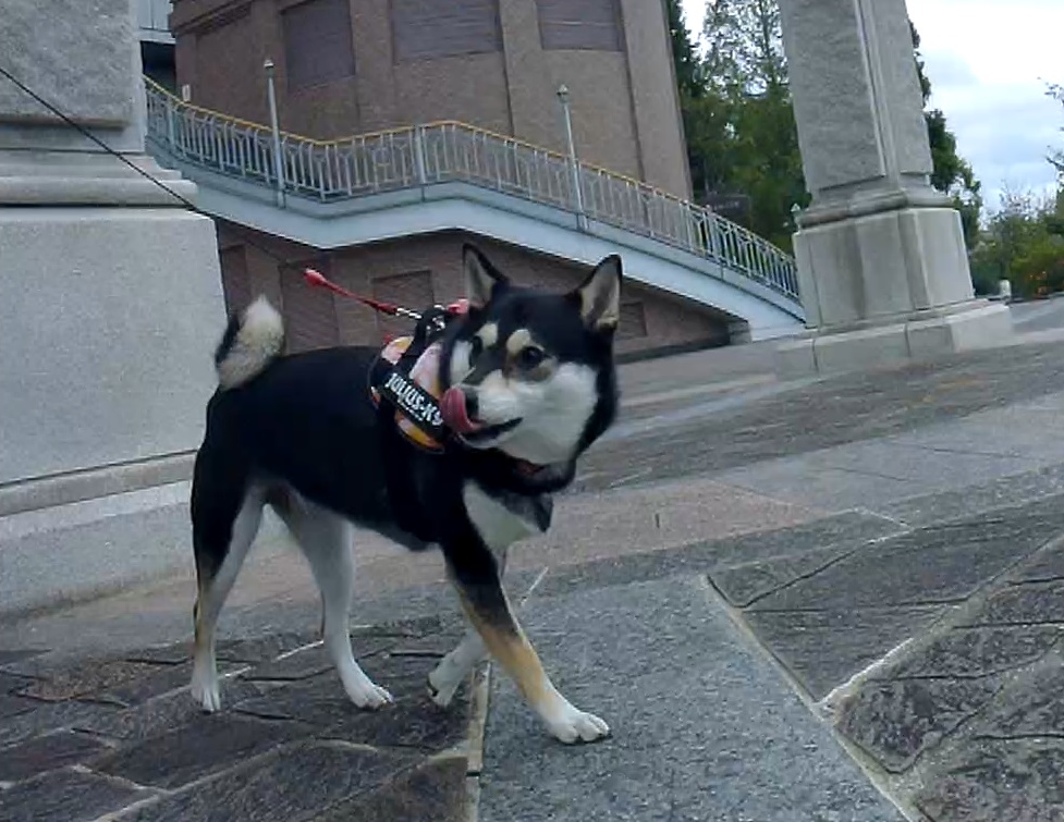 f:id:big-yamatohou:20191014024207j:plain