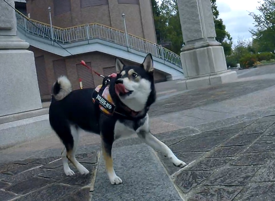 f:id:big-yamatohou:20191014024238j:plain