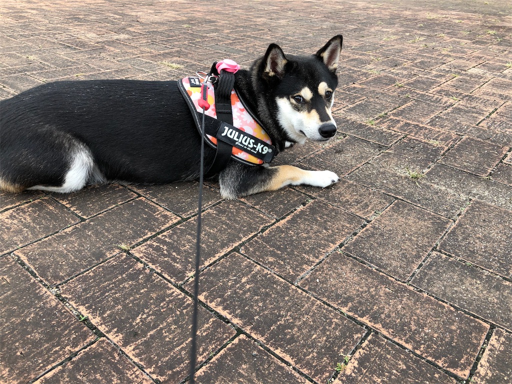 f:id:big-yamatohou:20191014024533j:image