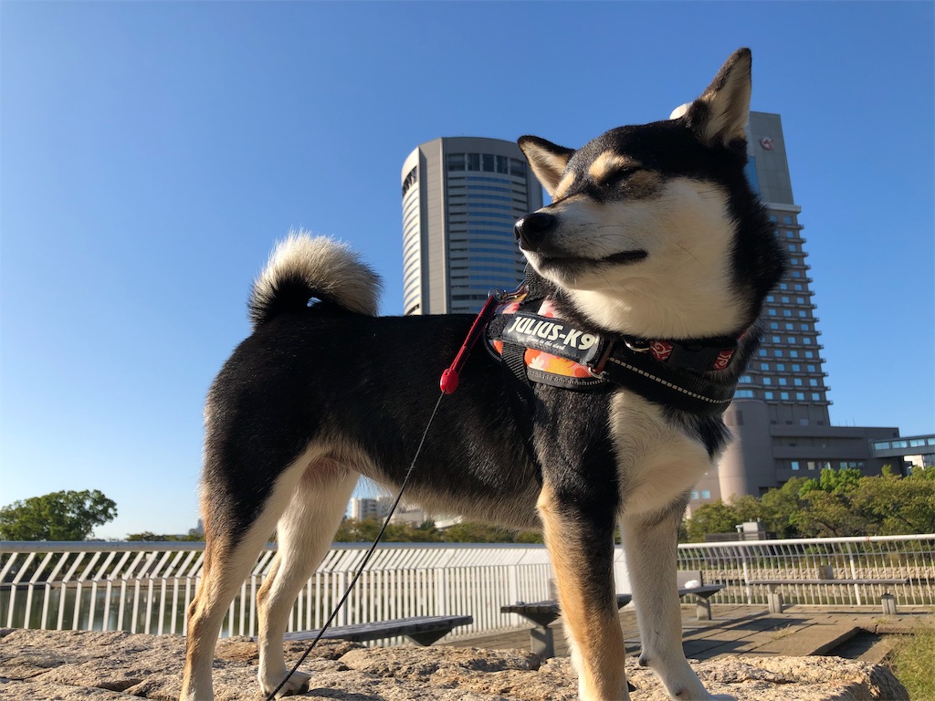 f:id:big-yamatohou:20191020223151j:image