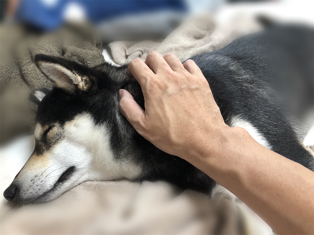 f:id:big-yamatohou:20191021000124j:image