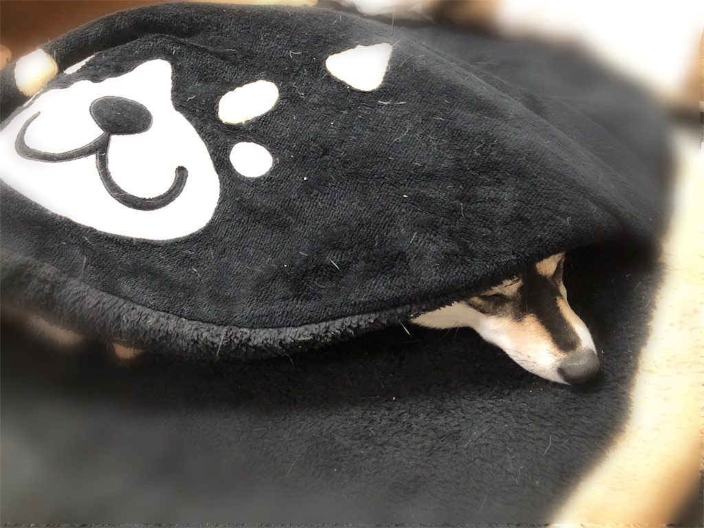 しまドラ 柴犬
