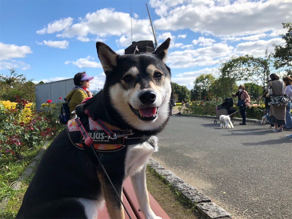 f:id:big-yamatohou:20191107002137j:image f:id:big-yamatohou:20191107002137j:image