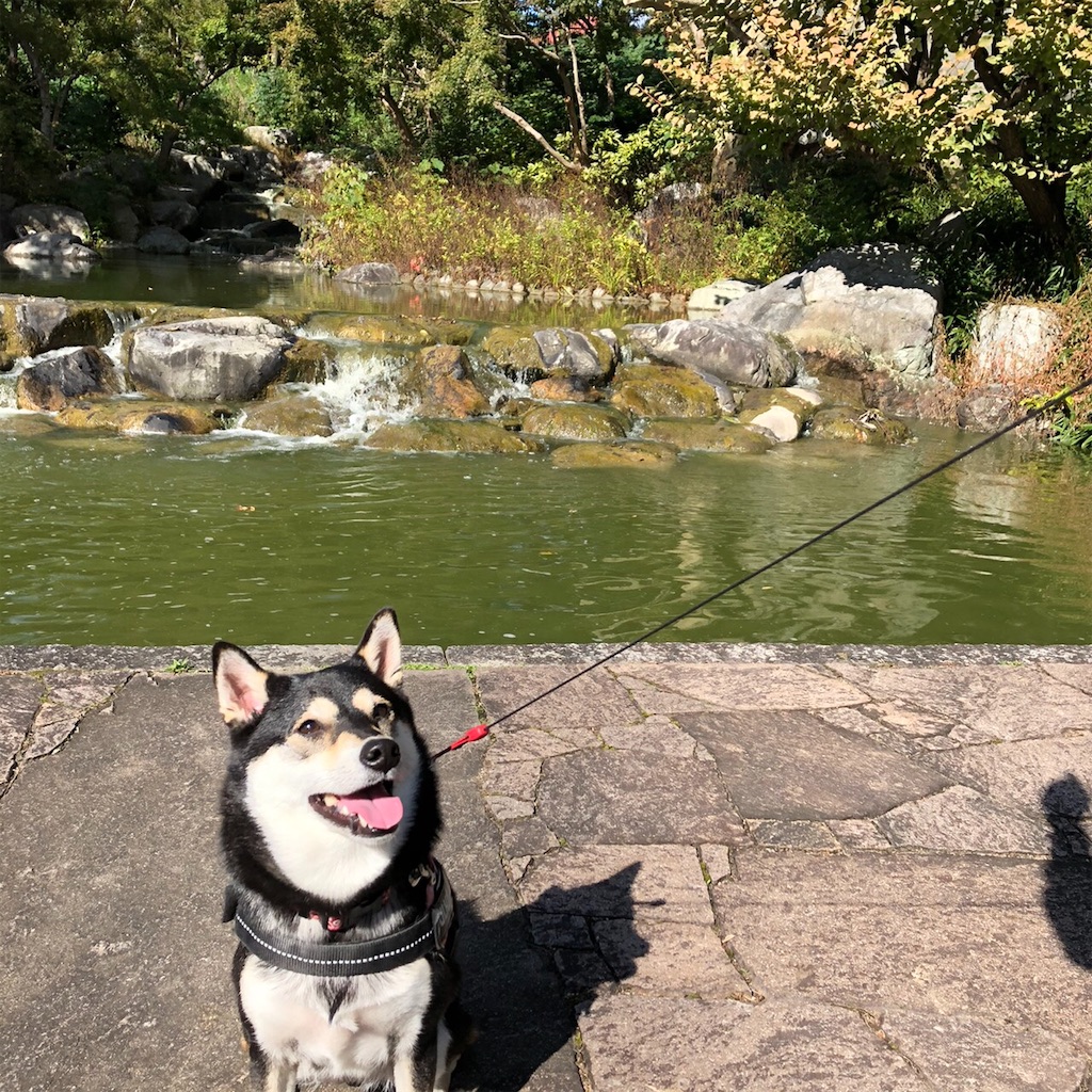 f:id:big-yamatohou:20191107002612j:image f:id:big-yamatohou:20191107002612j:image