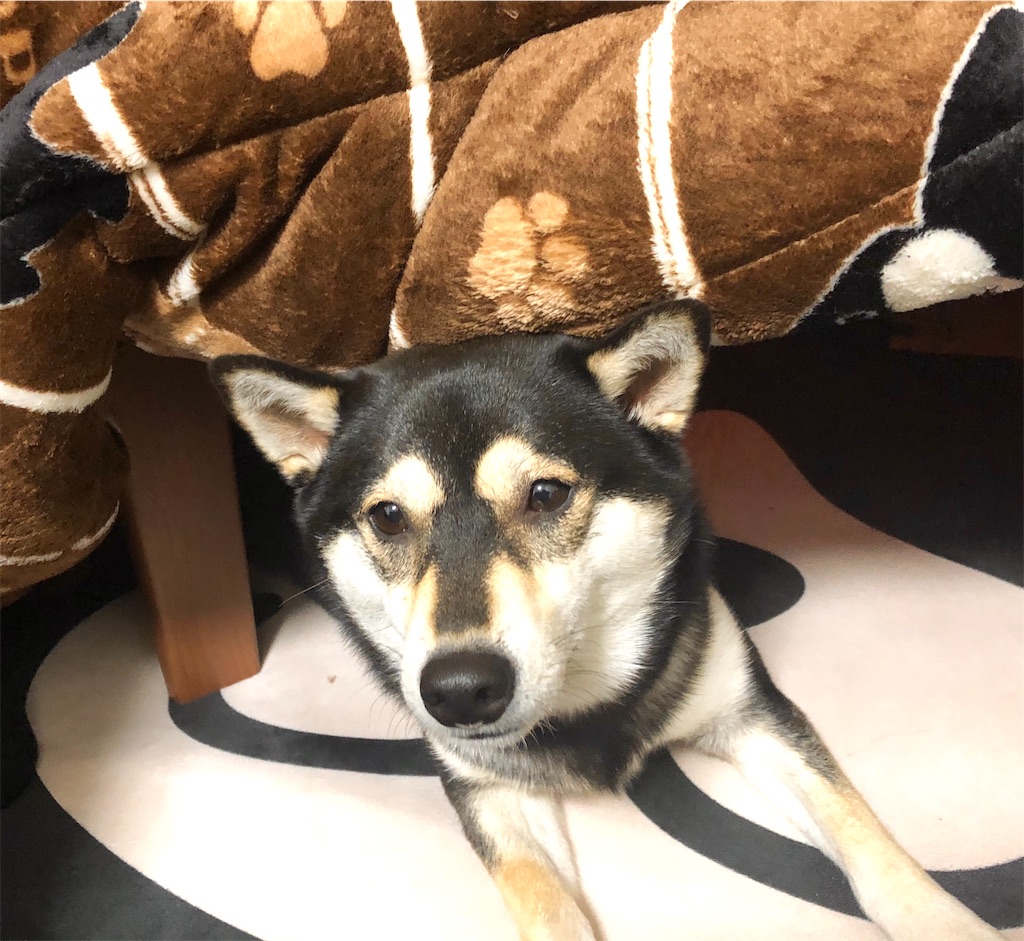 f:id:big-yamatohou:20191208222638j:plain f:id:big-yamatohou:20191208222638j:plain