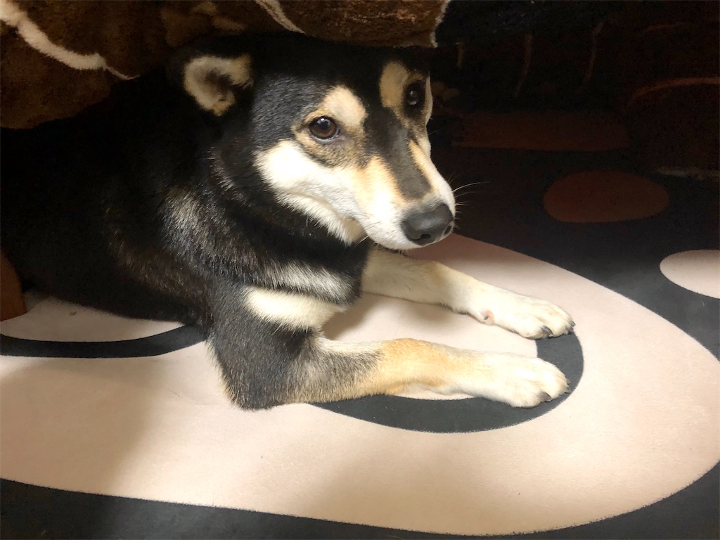 f:id:big-yamatohou:20191208222650j:plain f:id:big-yamatohou:20191208222650j:plain