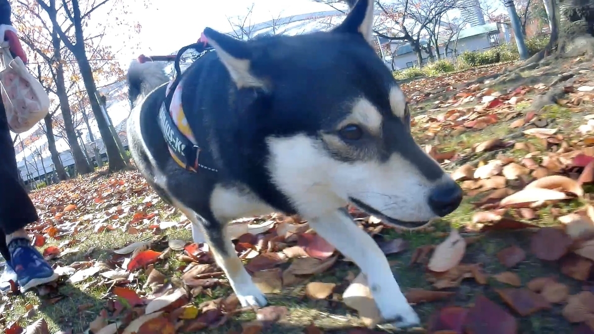 落ち葉　柴犬