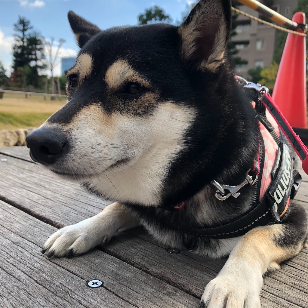 f:id:big-yamatohou:20191218231633j:plain