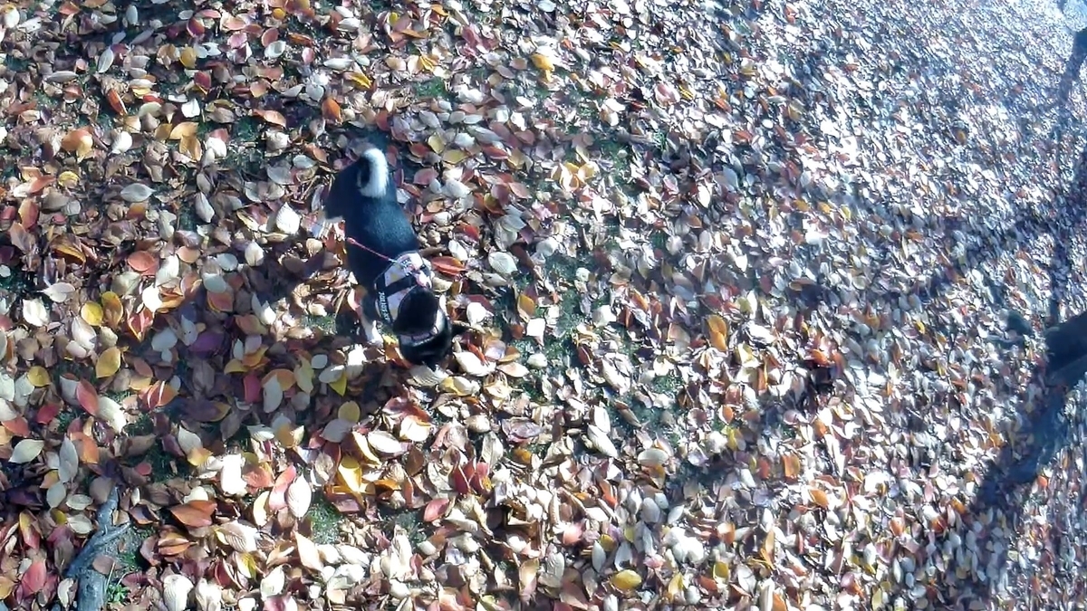 落ち葉　柴犬