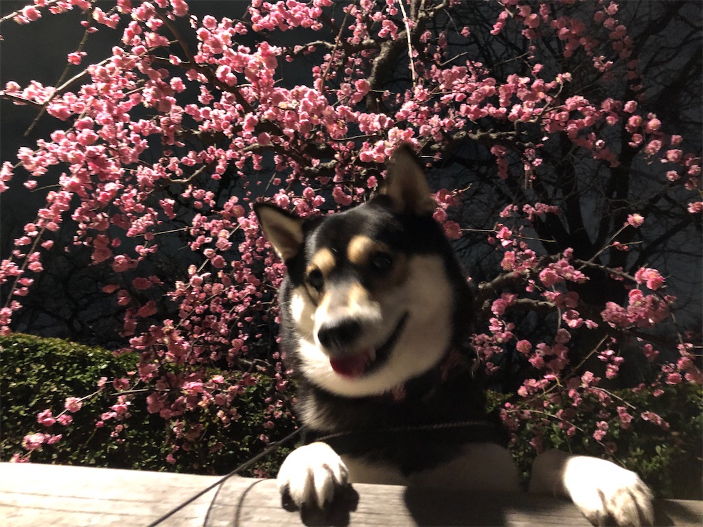 f:id:big-yamatohou:20200213211654j:image