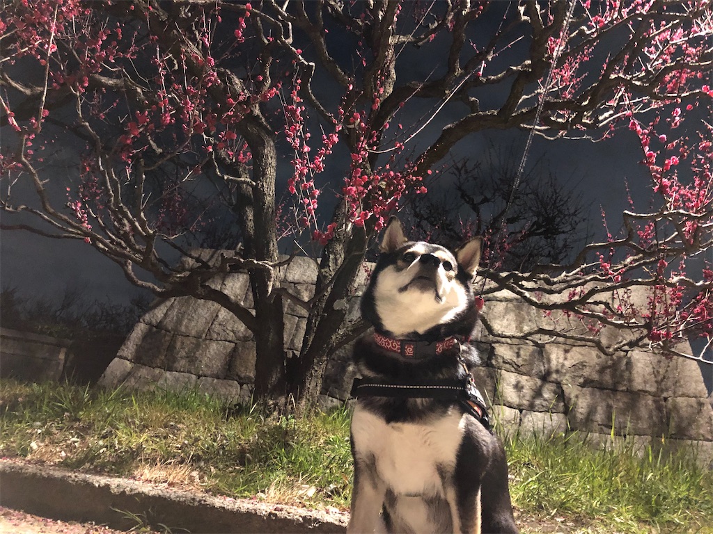 f:id:big-yamatohou:20200213211700j:image