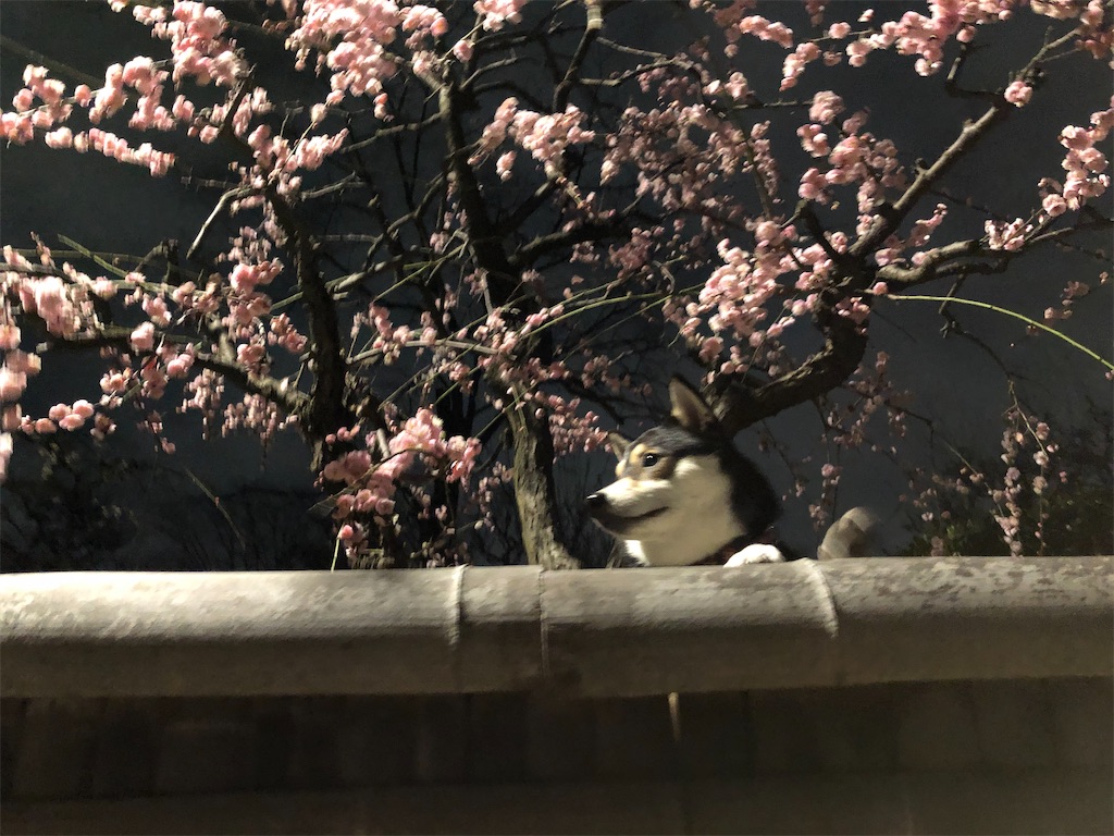 f:id:big-yamatohou:20200213211727j:image