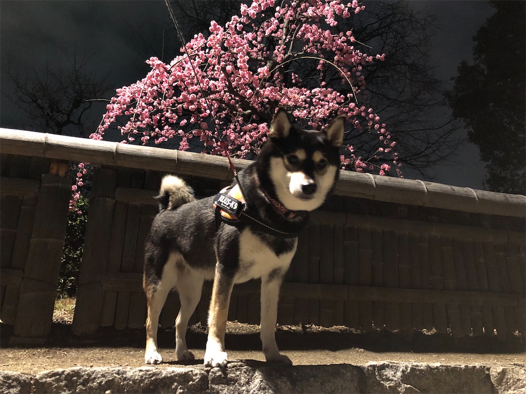 犬 大阪城 梅林