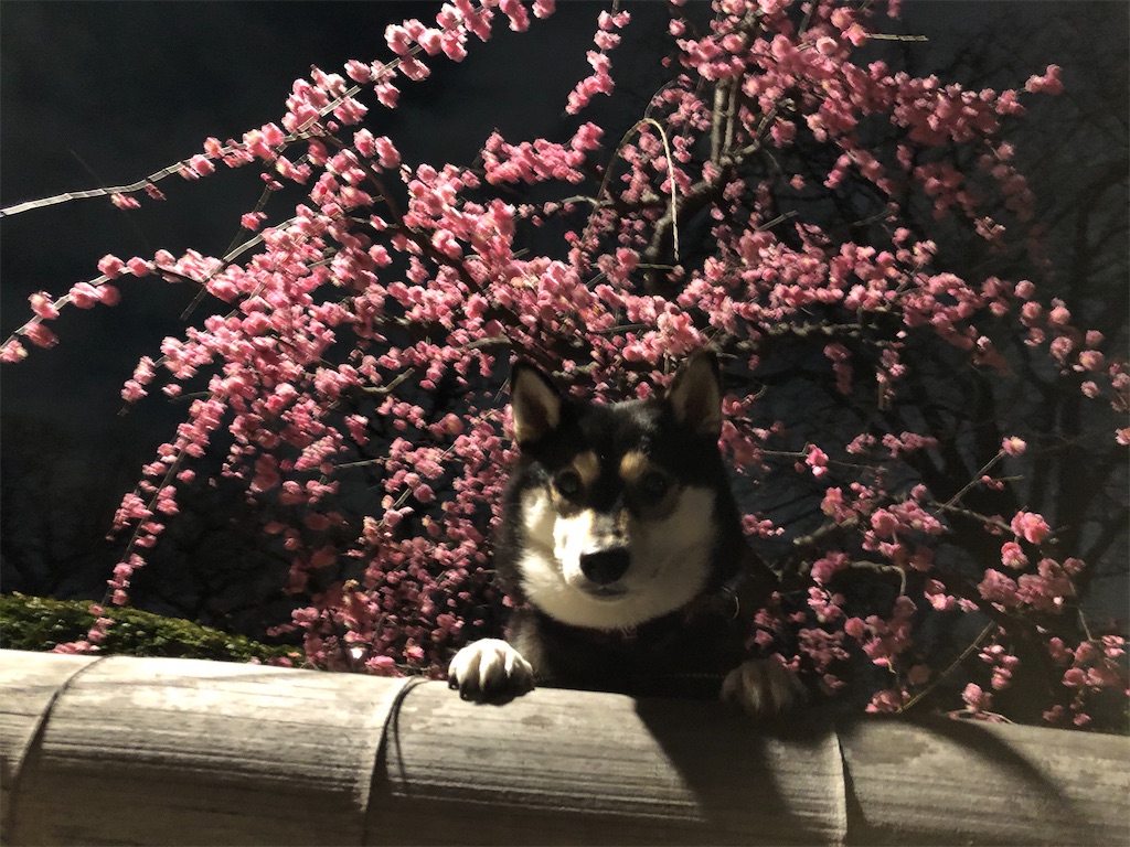 f:id:big-yamatohou:20200213212605j:image