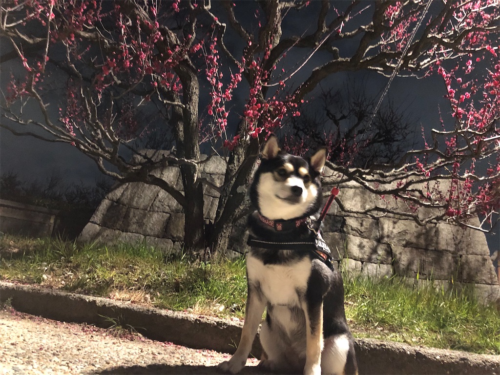 f:id:big-yamatohou:20200213212625j:image