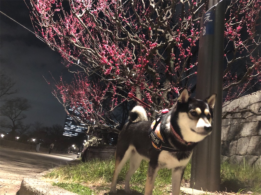 柴犬 大阪城梅林