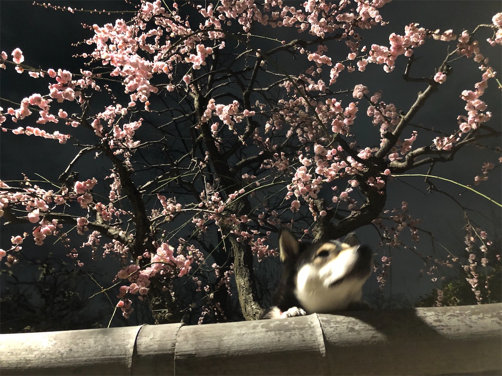 f:id:big-yamatohou:20200213212700j:image