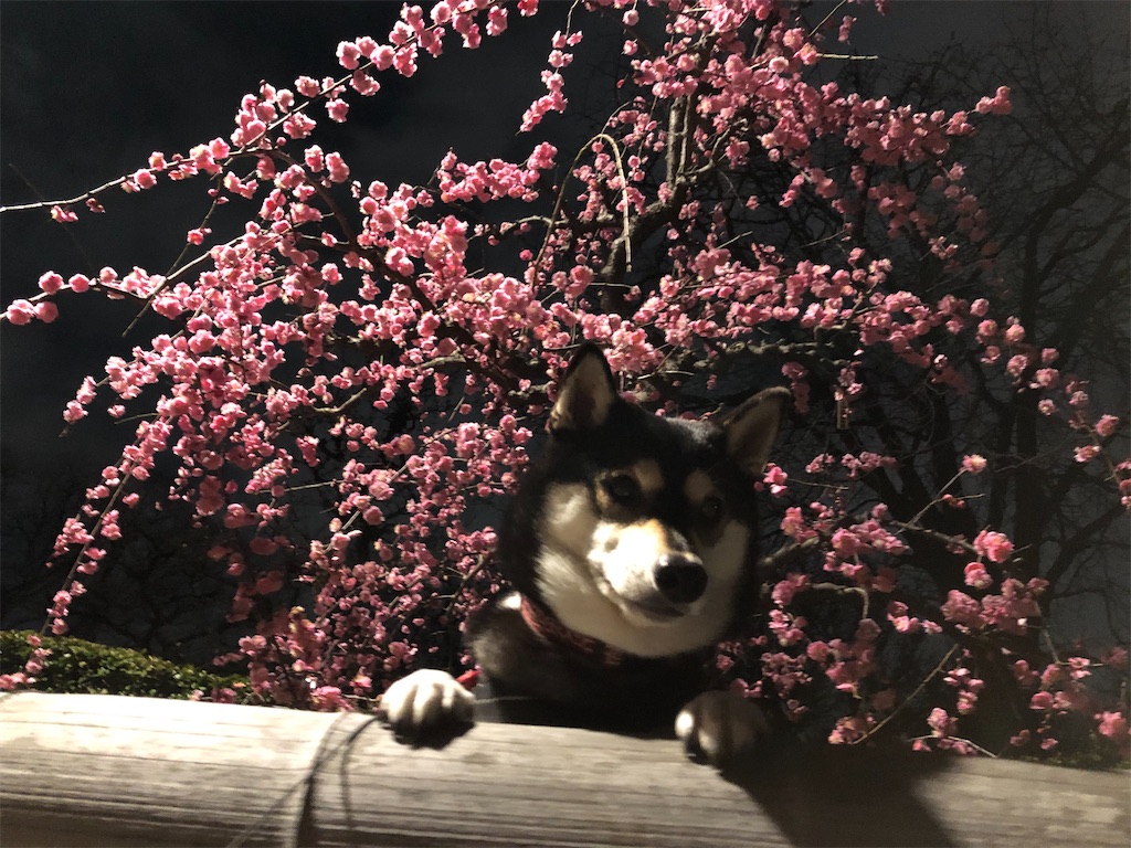 f:id:big-yamatohou:20200213212712j:image