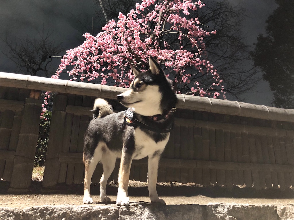 f:id:big-yamatohou:20200213222607j:image