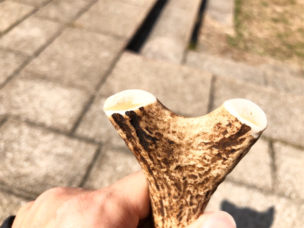 f:id:big-yamatohou:20200227210131j:image f:id:big-yamatohou:20200227210131j:image