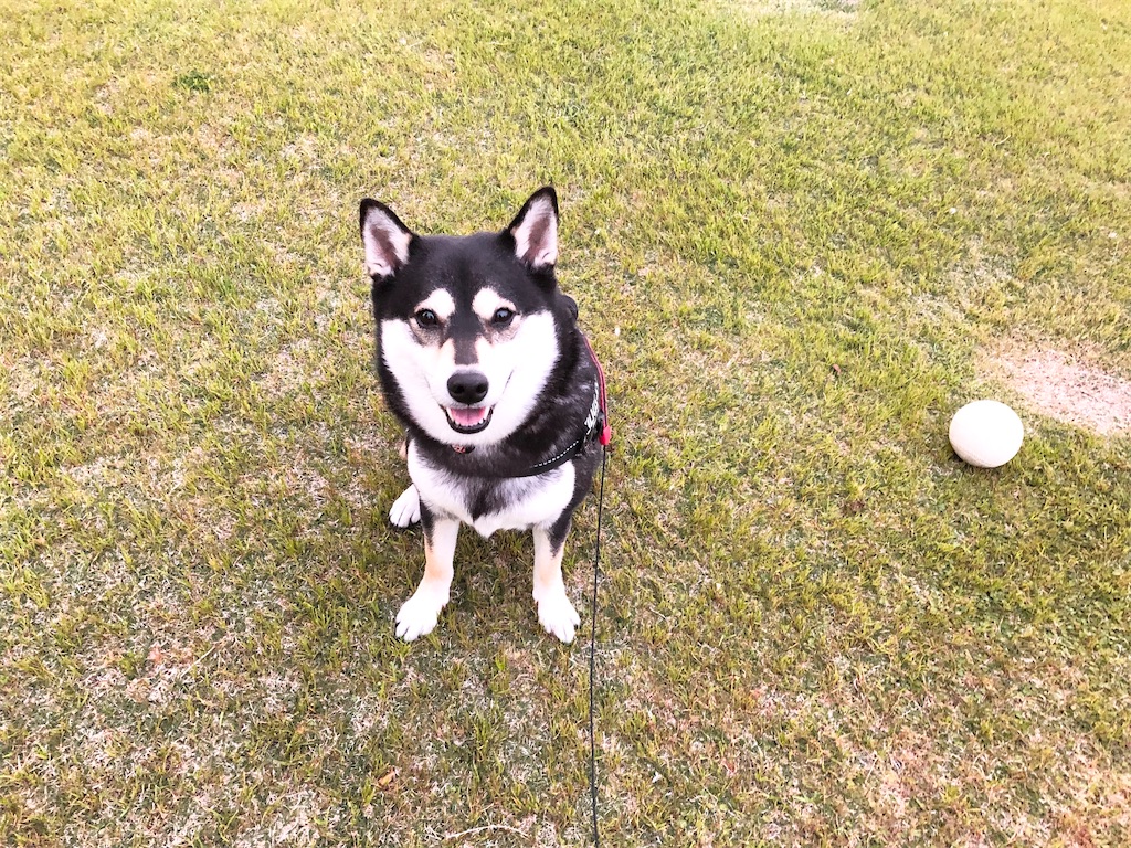 f:id:big-yamatohou:20200419231036j:image