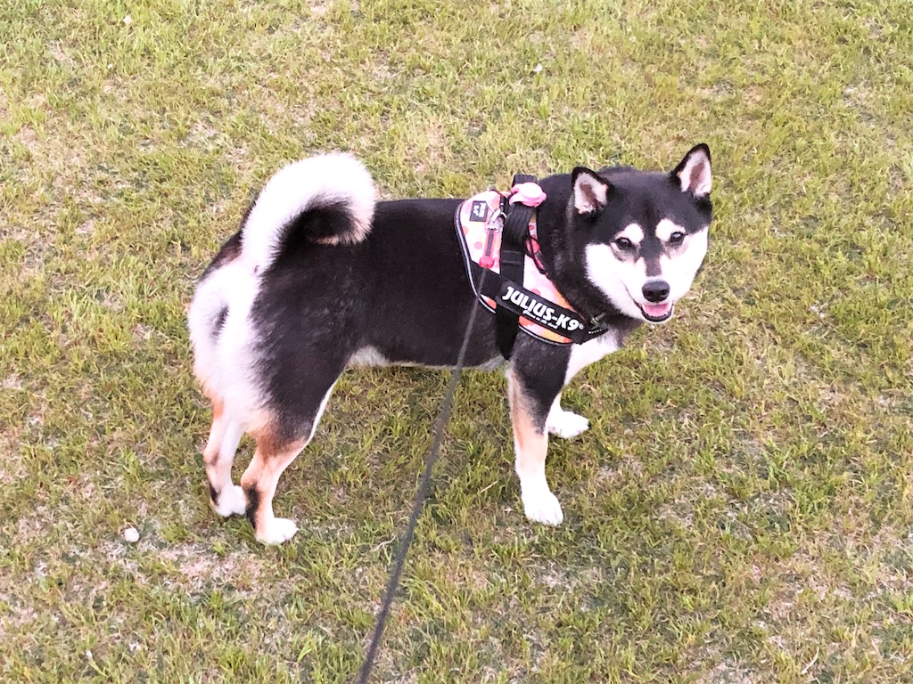 f:id:big-yamatohou:20200420005544j:image