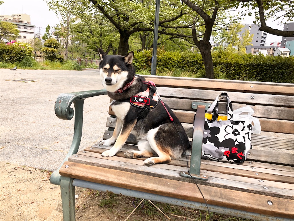 f:id:big-yamatohou:20200510220756j:image