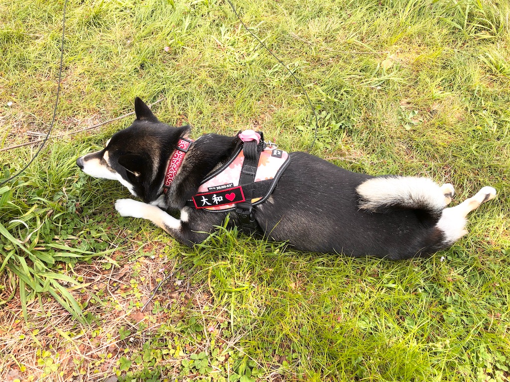 f:id:big-yamatohou:20200510220818j:image