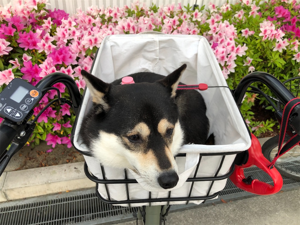 f:id:big-yamatohou:20200510221230j:image