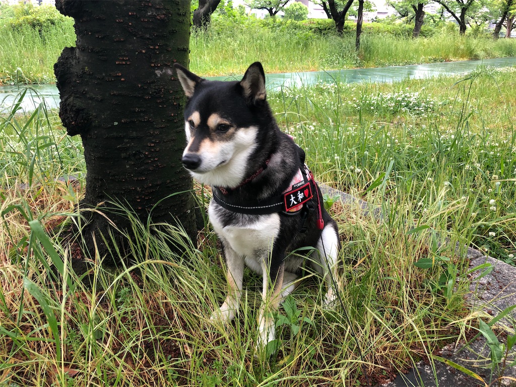 f:id:big-yamatohou:20200518221623j:image