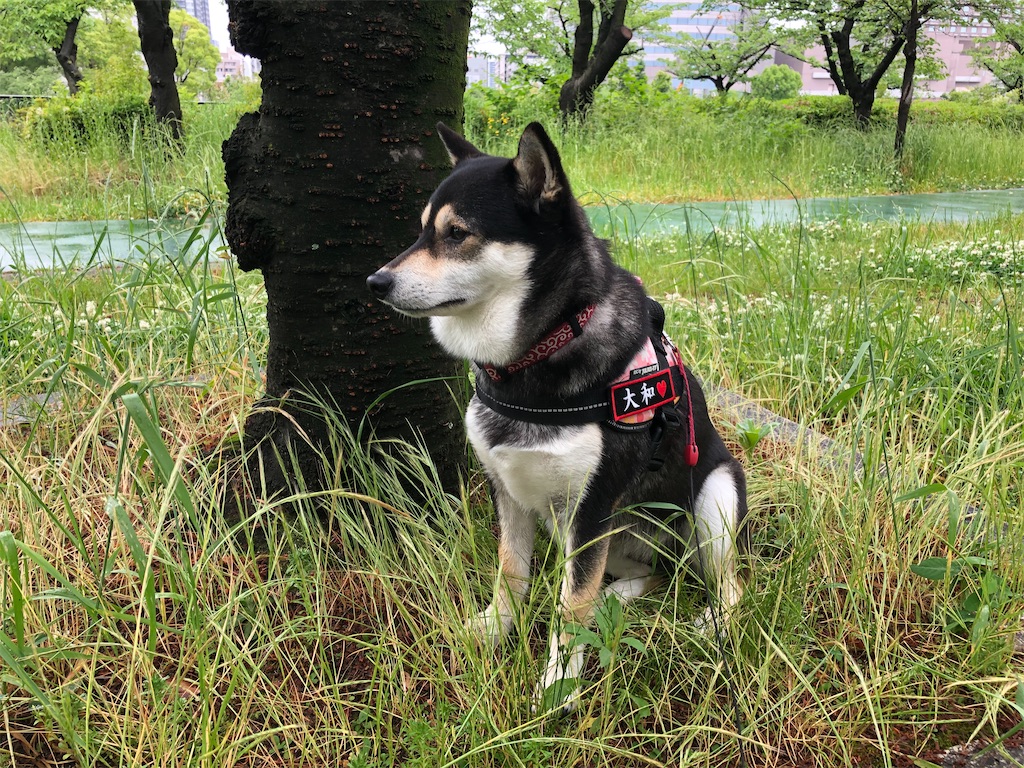 f:id:big-yamatohou:20200518221631j:image