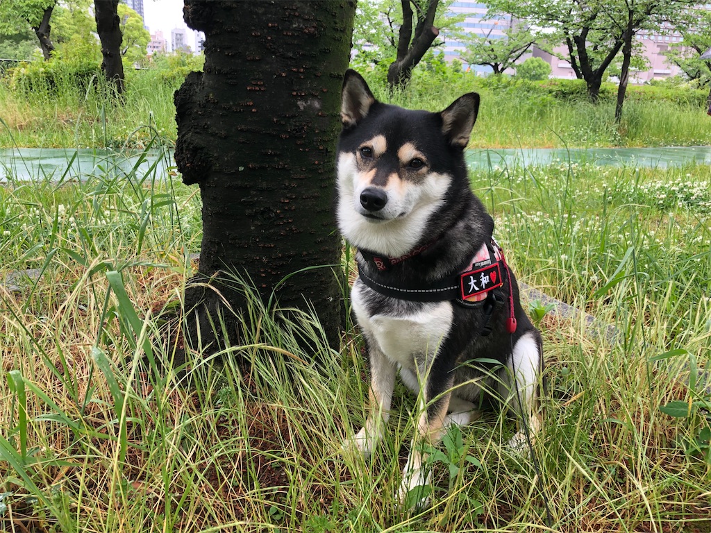 f:id:big-yamatohou:20200518221635j:image