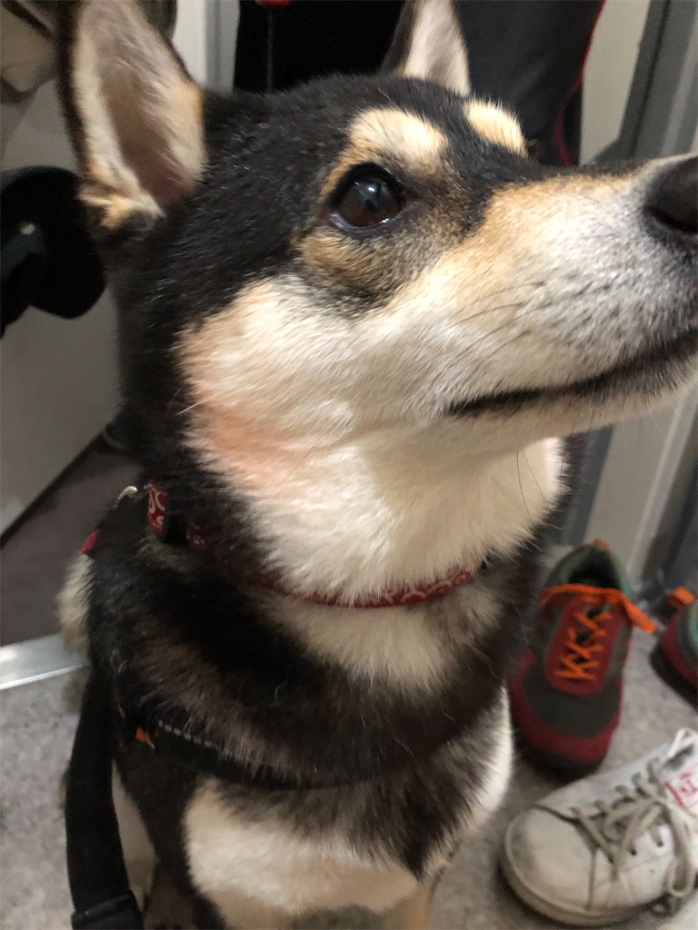 f:id:big-yamatohou:20200524200442j:image f:id:big-yamatohou:20200524200442j:image