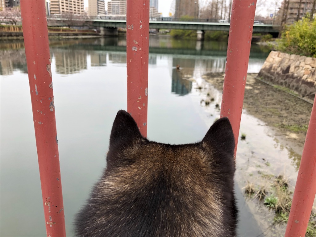 f:id:big-yamatohou:20200524225541j:image f:id:big-yamatohou:20200524225541j:image