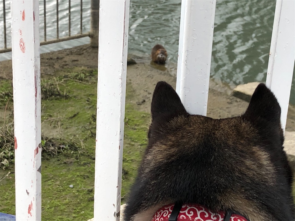 f:id:big-yamatohou:20200524225842j:image f:id:big-yamatohou:20200524225842j:image