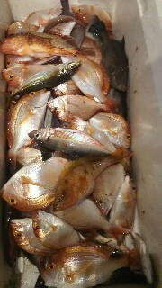 f:id:big1kaito:20170720233413j:image f:id:big1kaito:20170720233413j:image