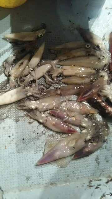 f:id:big1kaito:20171015075205j:image