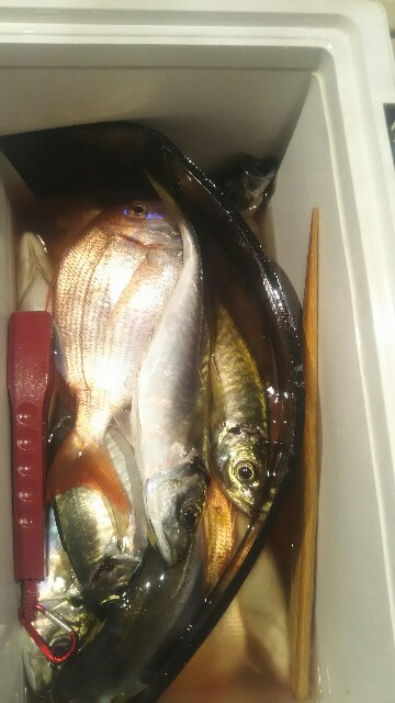 f:id:big1kaito:20190708213510j:image