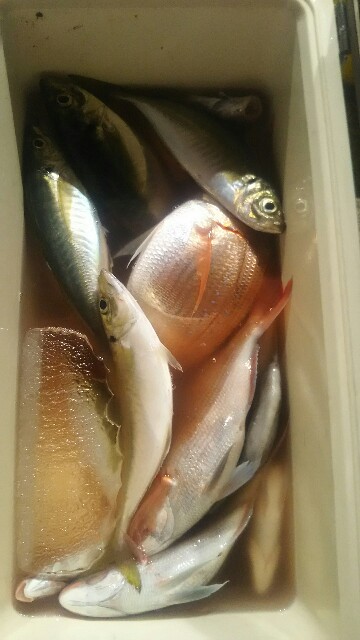 f:id:big1kaito:20190708213521j:image