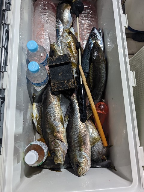 f:id:big1kaito:20240418171011j:image