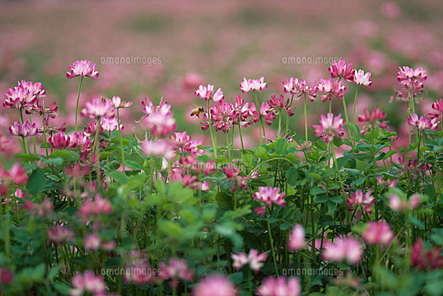 f:id:bigbig-apple:20120427095858j:image:w250 f:id:bigbig-apple:20120427095858j:image:w250